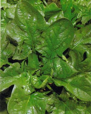 Spinach – Giant Winter Organic