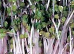 Organic Pink Kale Brassica oleracea acephala gongylodes