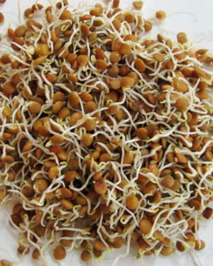 Sprouting Seeds Red Lentil Organic