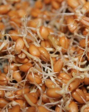 Sprouting Seeds Wheat Organic