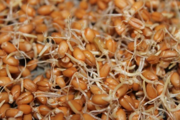 Sprouting Seeds Wheat Organic