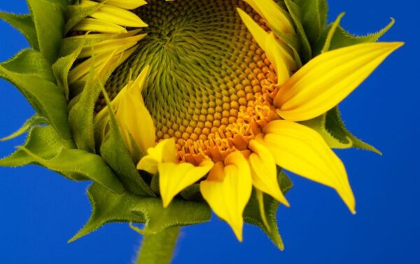 Sunflower Giant Grey Striped