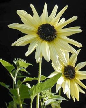 Sunflower Italian White Flowers