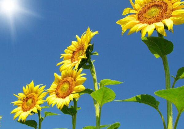 Sunflower Skyscraper Flowers