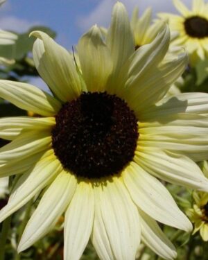 Sunflower Vanilla Ice Frostglow
