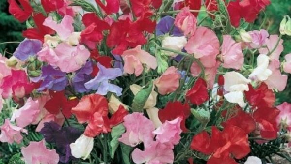 Sweet Pea Dwarf Bijou Mix