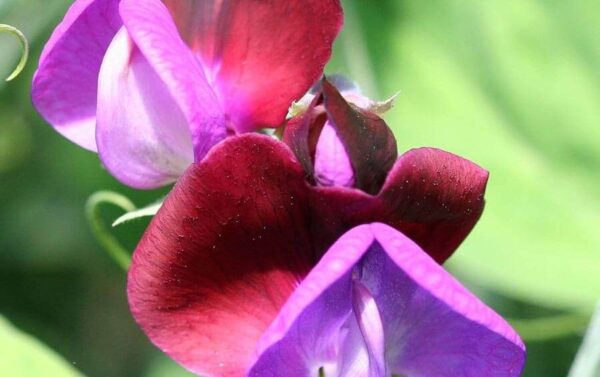 Sweet Pea Grandiflora Matucana