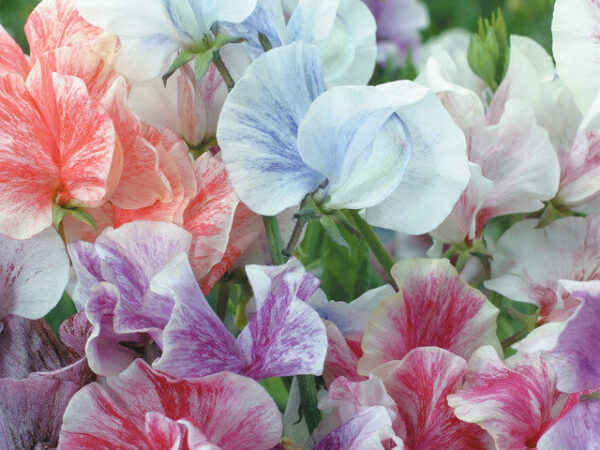 Sweet Pea Heaven Scent Mix