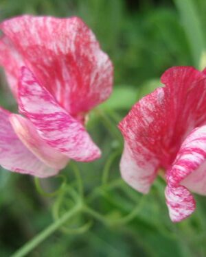 Sweet Pea Heirloom America New