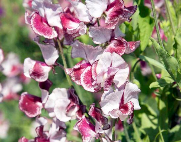 Sweet Pea Spencer Wiltshire Ripple