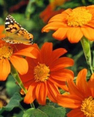 TITHONIA GOLDFINGER – MEXICAN SUNFLOWER