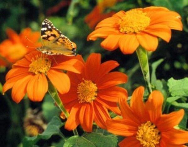 TITHONIA GOLDFINGER – MEXICAN SUNFLOWER