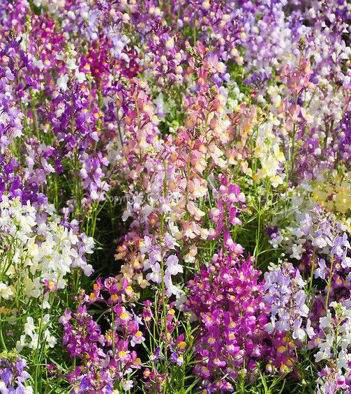 TOADFLAX-FAIRY BOUQUET-LINARIA