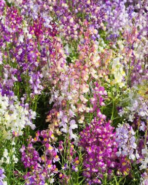 TOADFLAX-FAIRY BOUQUET-LINARIA