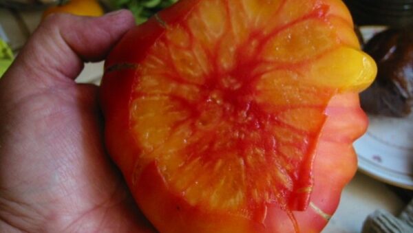 TOMATO – OLD GERMAN organic new