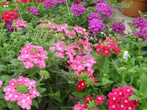 TRAILING VERBENA MIX -VERBENA PENDULA