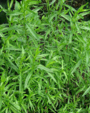 Tarragon Russian Artemisia Dracunculus