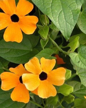 Thunbergia Black Eye Susan Alata Mix