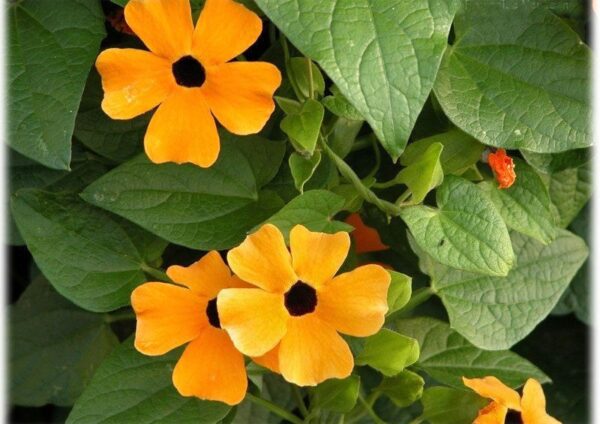 Thunbergia Black Eye Susan Alata Mix