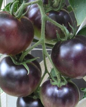 Tomato Black Cherry Organic