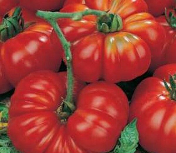 Tomato Marmande Superprecoce Organic
