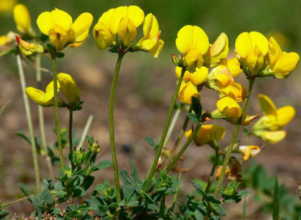 Trefoil Lotus Corniculatus – Birds Foot