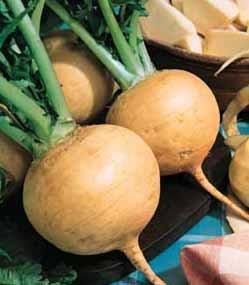Turnip Golden Globe Organic