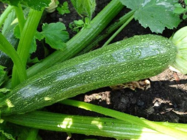 COURGETTE DEFENDER VEGETABLE F1