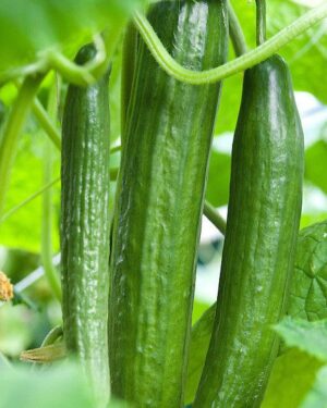 VEGETABLE CUCUMBER CARMEN F1