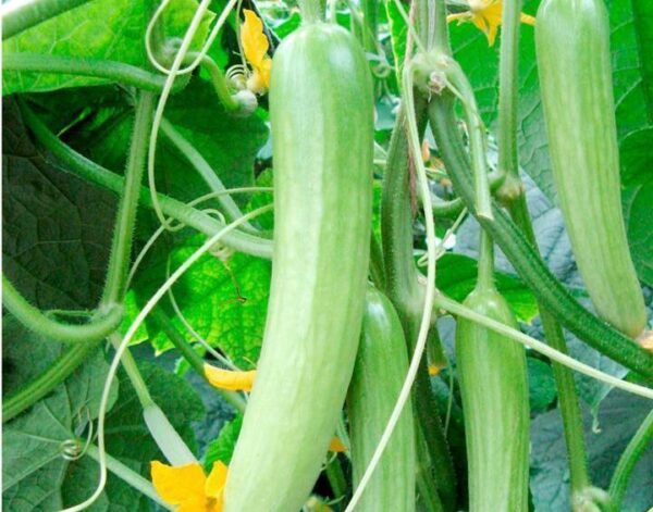 VEGETABLE CUCUMBER DELISTAR F1