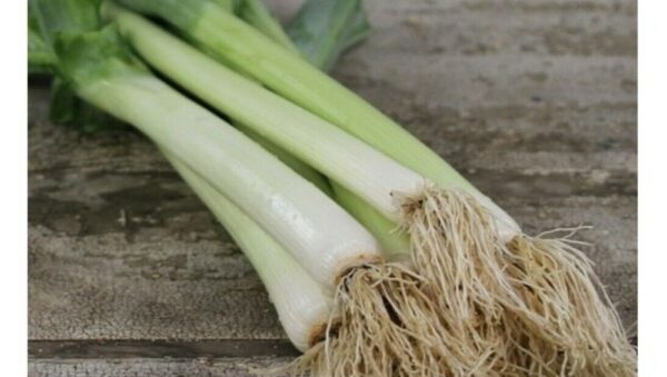 VEGETABLE LEEK BULGARIAN GIANT – ORGANIC