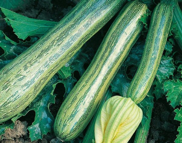 COURGETTE STRIATO D-ITALIA-Vegetable