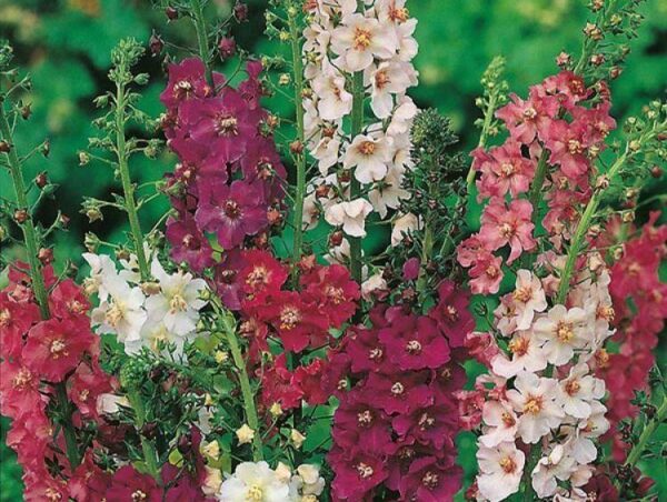 VERBASCUM PHOENICEUM MIXED