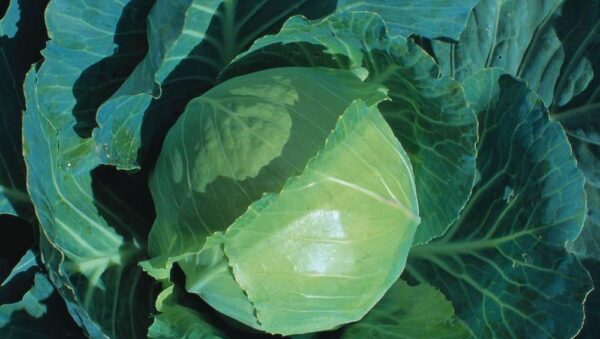 Vegetable CABBAGE-EARLIEST OF ALL
