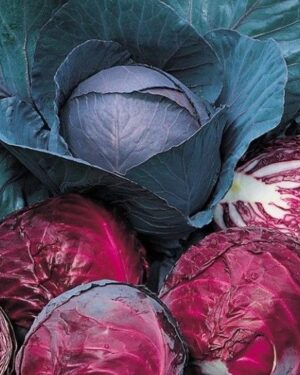 Vegetable Cabbage Red Drumhead