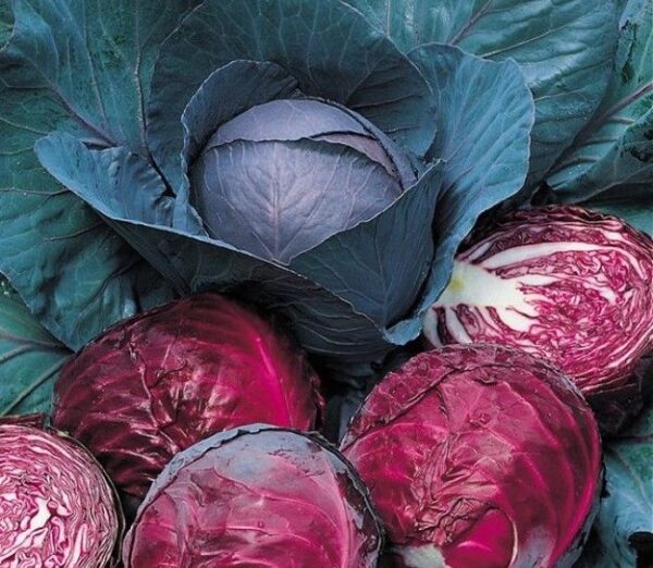 Vegetable Cabbage Red Drumhead