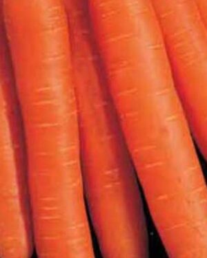 Vegetable Carrot Early Nantes 2