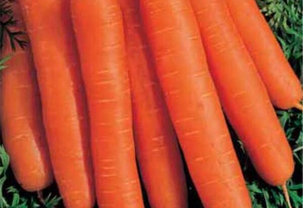 Vegetable Carrot Early Nantes 2