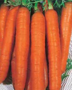 Vegetable Carrot – Main Crop Berlicum 2