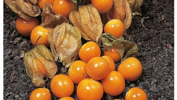 Vegetables – CAPE GOOSEBERRY (PHYSALIS PERUVIANA)