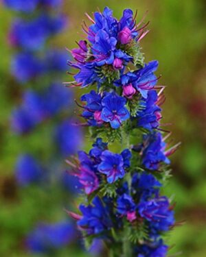 Vipers Bugloss Plant Seeds