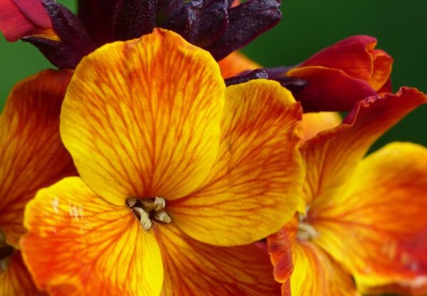 Wallflower English Fire King