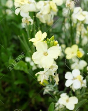 Wallflower English Ivory White