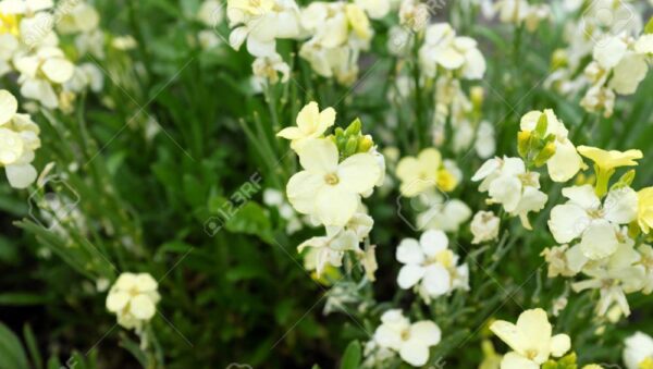 Wallflower English Ivory White