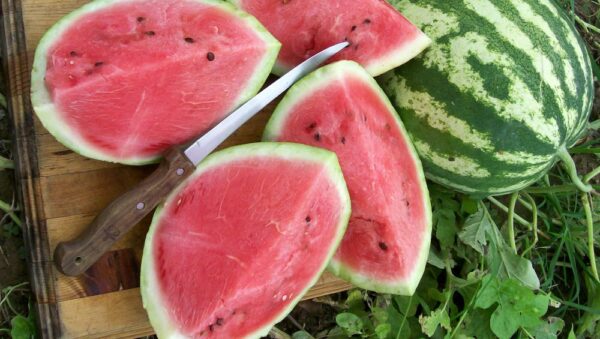 Water Melon Crimson Sweet Organic