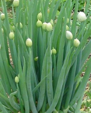 Welsh Onion (Allium Fistulosum)