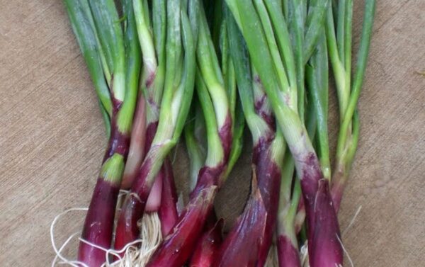 Welsh Onion Red Seeds