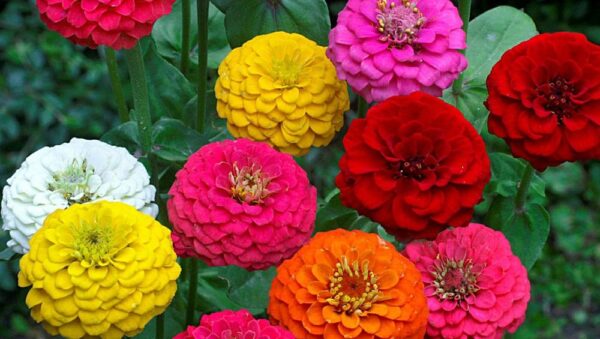 Zinnia Lilliput Mix Flowers